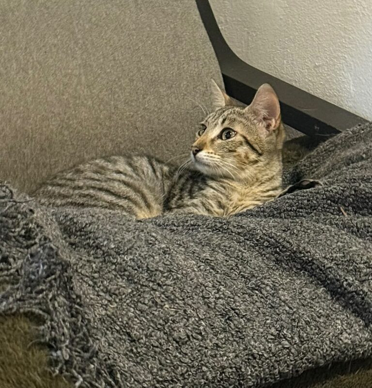 perla 2